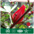 Dried Rose Eggplant extract